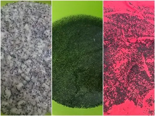 Lấy hạt thanh long từ quả chín để trồng cây ăn quả