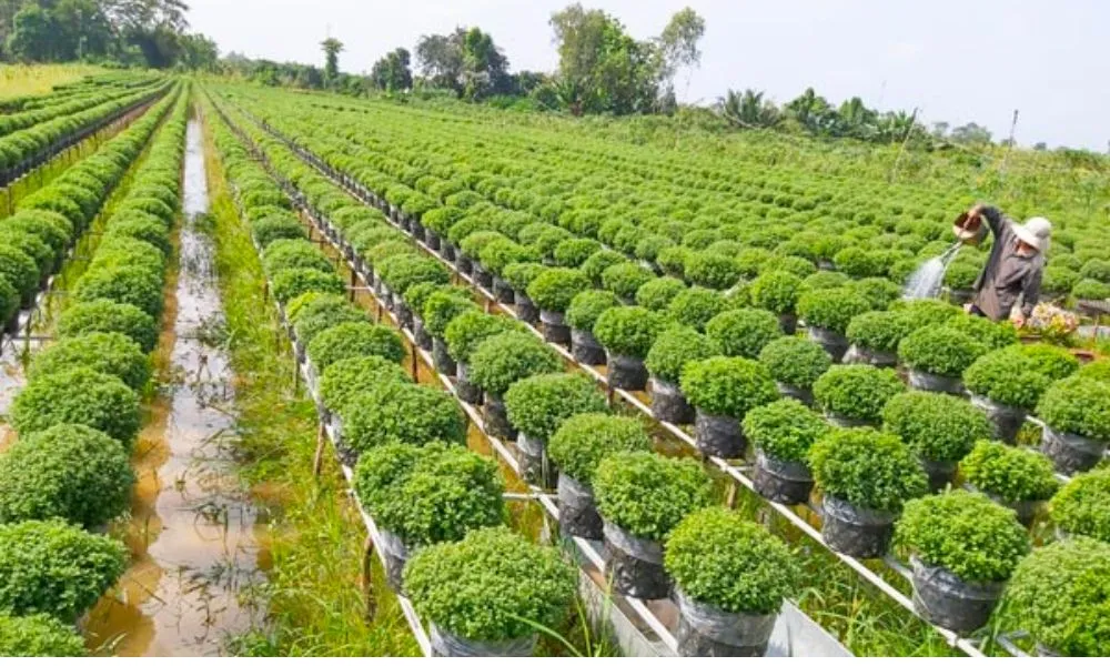 Lên lịch trồng hoa vạn thọ Tết 2026 đúng kỹ thuật