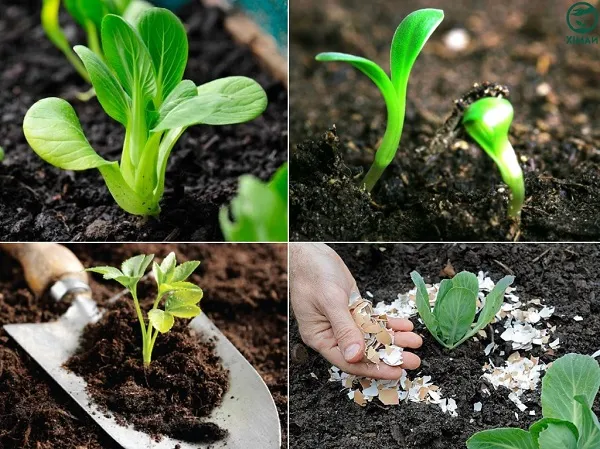 Liều lượng và thời điểm bón vỏ trứng cho cây trồng