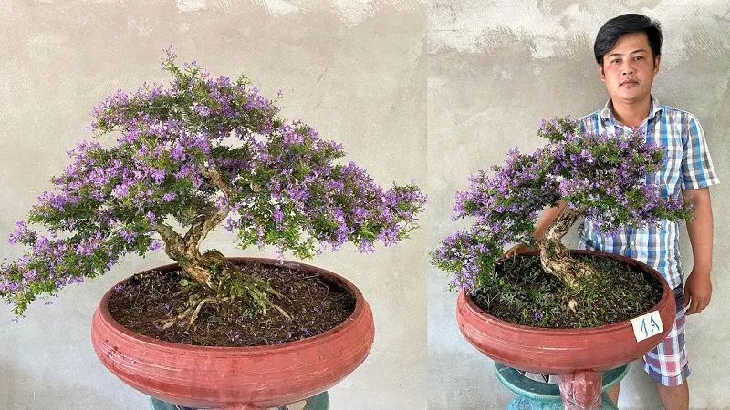 Linh sam 86, giống cây phổ biến nhất được dùng để tạo dáng bonsai linh sam