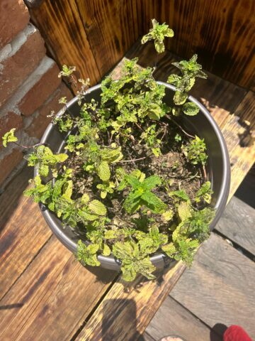 Cách Chăm Sóc Cây Roi Từ A Đến Z Cho Năng Suất Cao