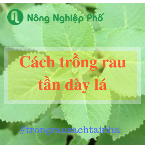 Cách Trồng Cây Tần Dày Lá: Hướng Dẫn Chi Tiết A-Z Để Cây Phát Triển Tốt