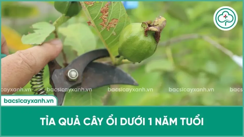 Loại bỏ hoa và tỉa quả non cây ổi mới trồng nhằm tập trung dưỡng chất nuôi thân cành