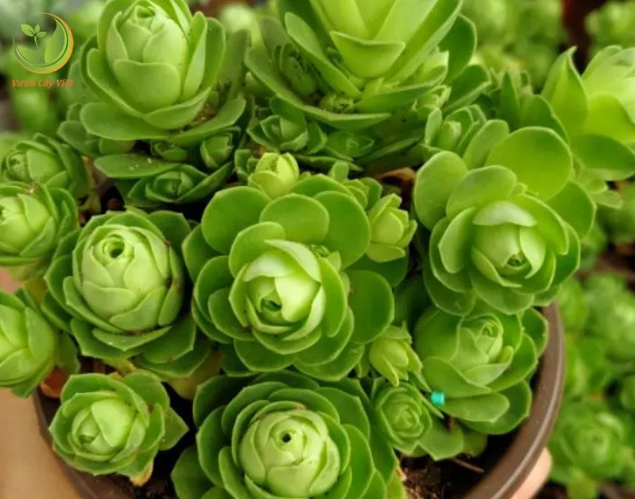 Loài cây sen đá hoa hồng Pháp mọc thành bụi với đường kính từ 5cm