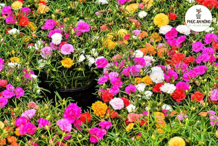 Loại hoa mười giờ đẹp được trồng phổ biến