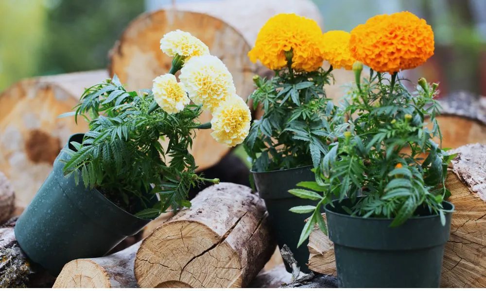 Loại hoa vạn thọ phù hợp để lên lịch trồng hoa vạn thọ Tết 2026