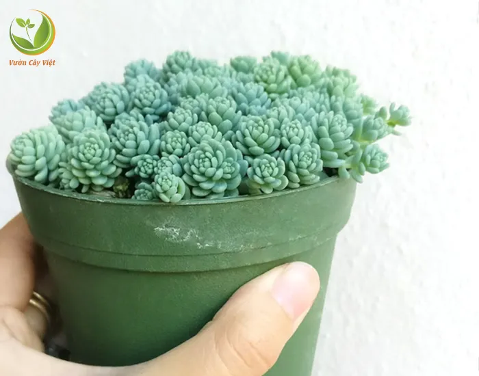 Loài sen đá sedum hoa hồng mọc thành bụi và có khả năng mọc lan
