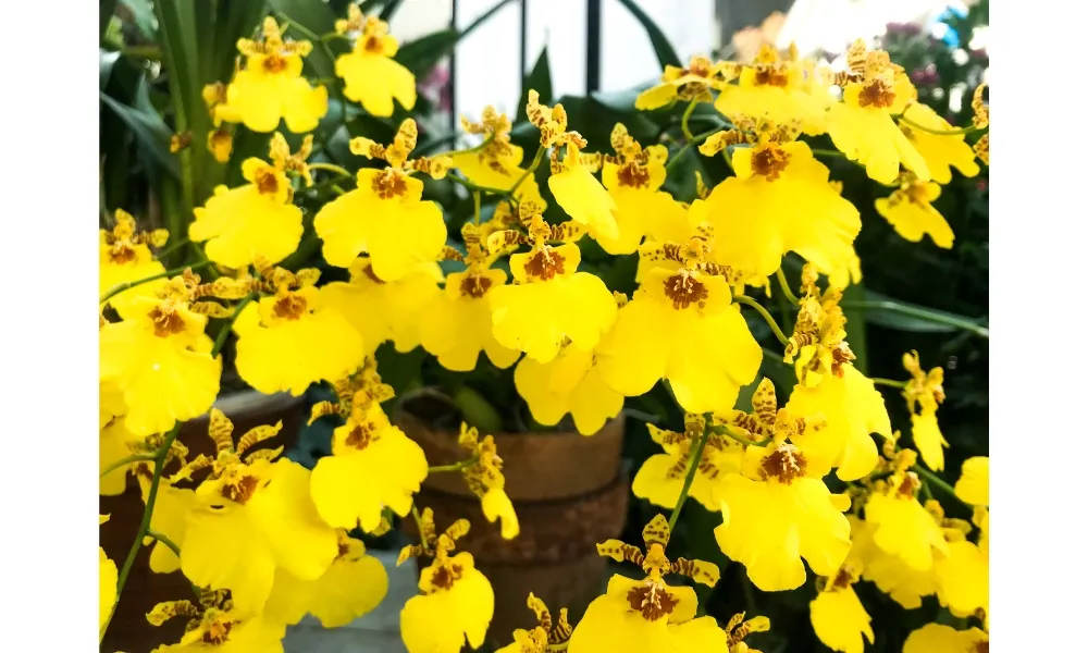 Loài Vũ Nữ vàng biểu tượng cho sự ấm no và sung túc