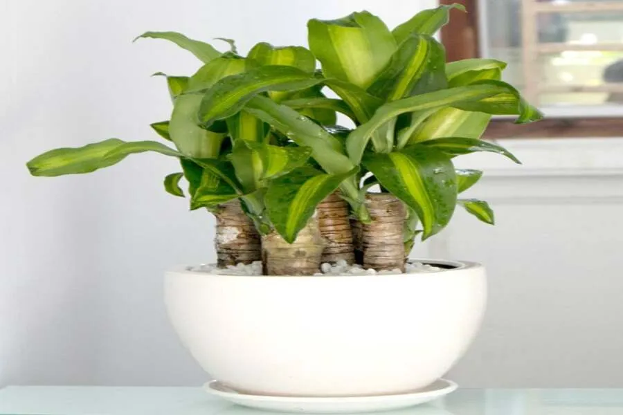 Lợi ích của cây phát tài khi đặt trong nhà giúp thanh lọc không khí
