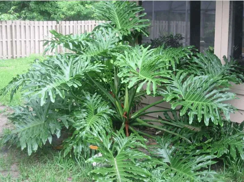 Lợi ích của cây trầu bà thanh xuân