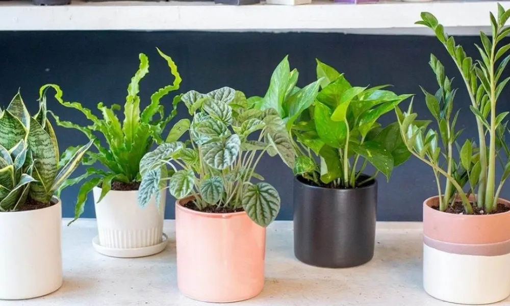 Lợi ích của việc trồng cây cảnh mini trong chậu nhỏ tiết kiệm diện tích