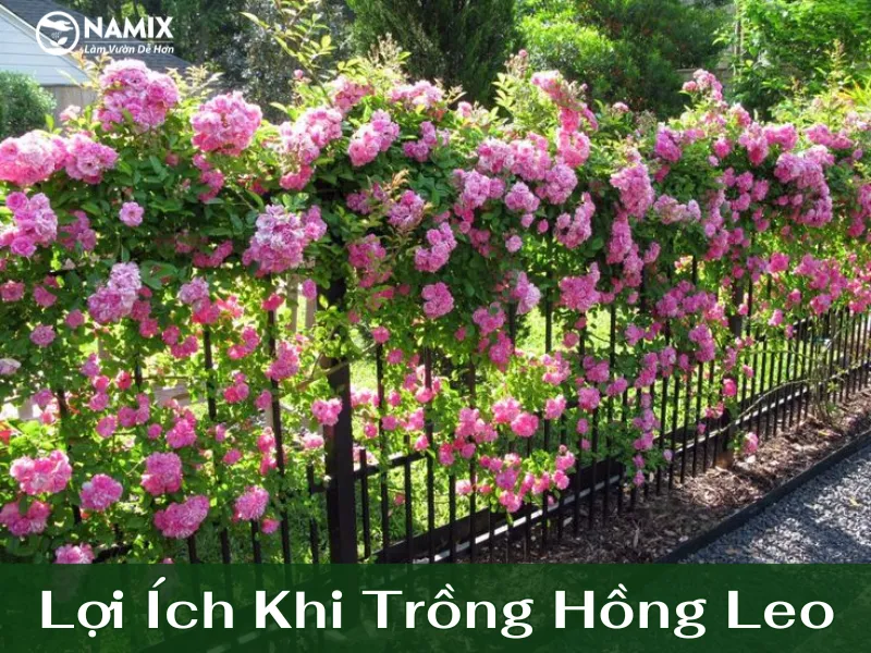 Lợi ích của việc trồng hoa hồng leo ban công trong việc tăng thẩm mỹ và cải thiện không khí