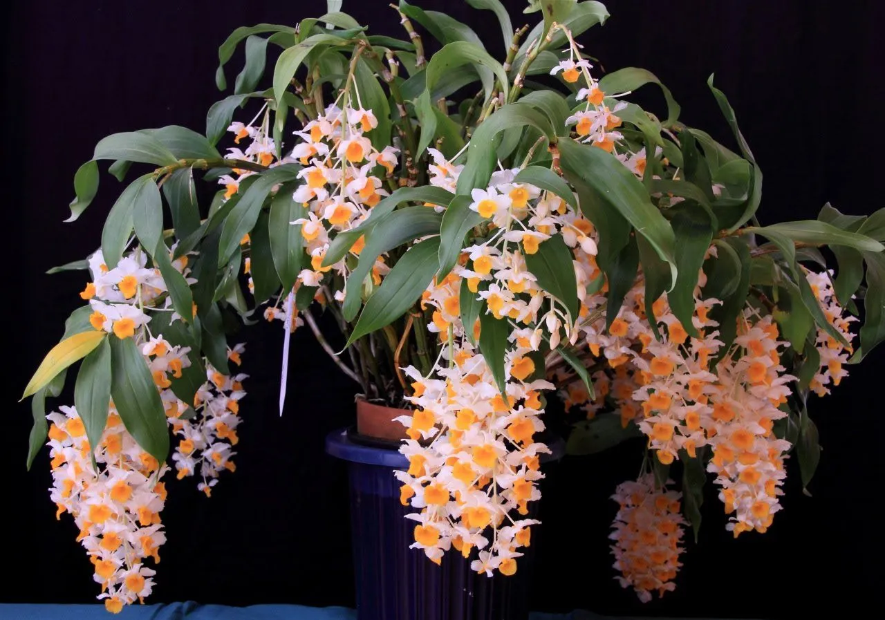 Lợi Ích Của Việc Trồng Hoa Lan Rừng 1