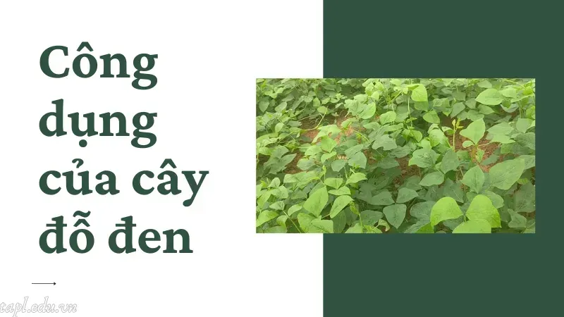 Lợi ích dinh dưỡng vượt trội của hạt đỗ đen