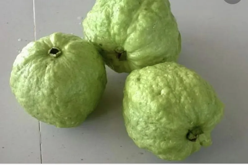 Lợi ích dinh dưỡng vượt trội của trái ổi Nữ Hoàng tươi ngon