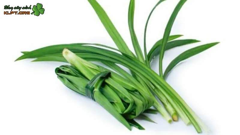 Lợi ích sức khỏe và các bài thuốc dân gian sử dụng lá dứa nếp an toàn