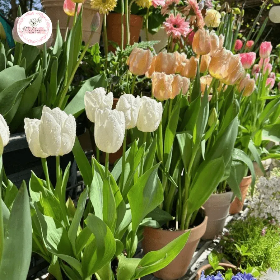 Lợi ích và niềm vui khi trồng lại hoa tulip qua nhiều mùa hoa