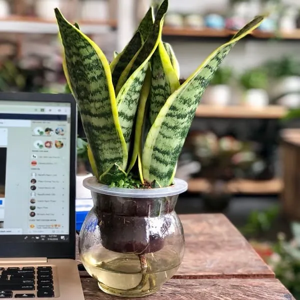 Lợi ích và quy trình trồng cây lưỡi hổ thủy sinh sạch sẽ tại bàn làm việc
