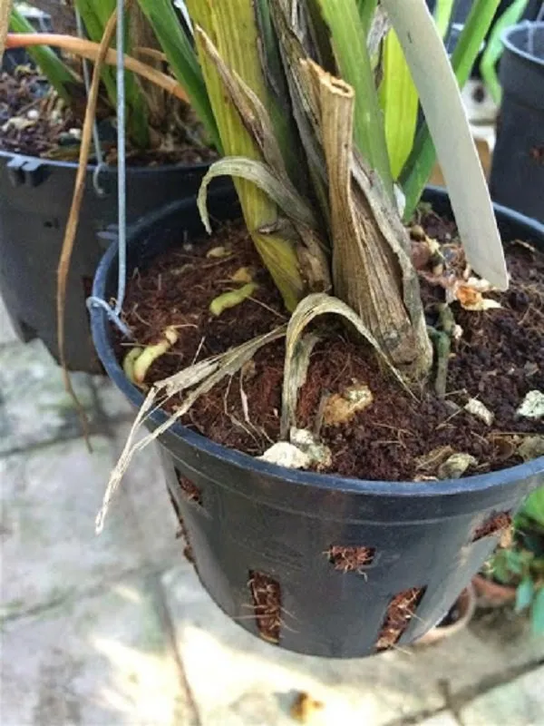 Lớp phủ bề mặt chậu địa lan bằng rêu hoặc xỉ than giúp giữ ẩm và ngăn chặn cỏ dại