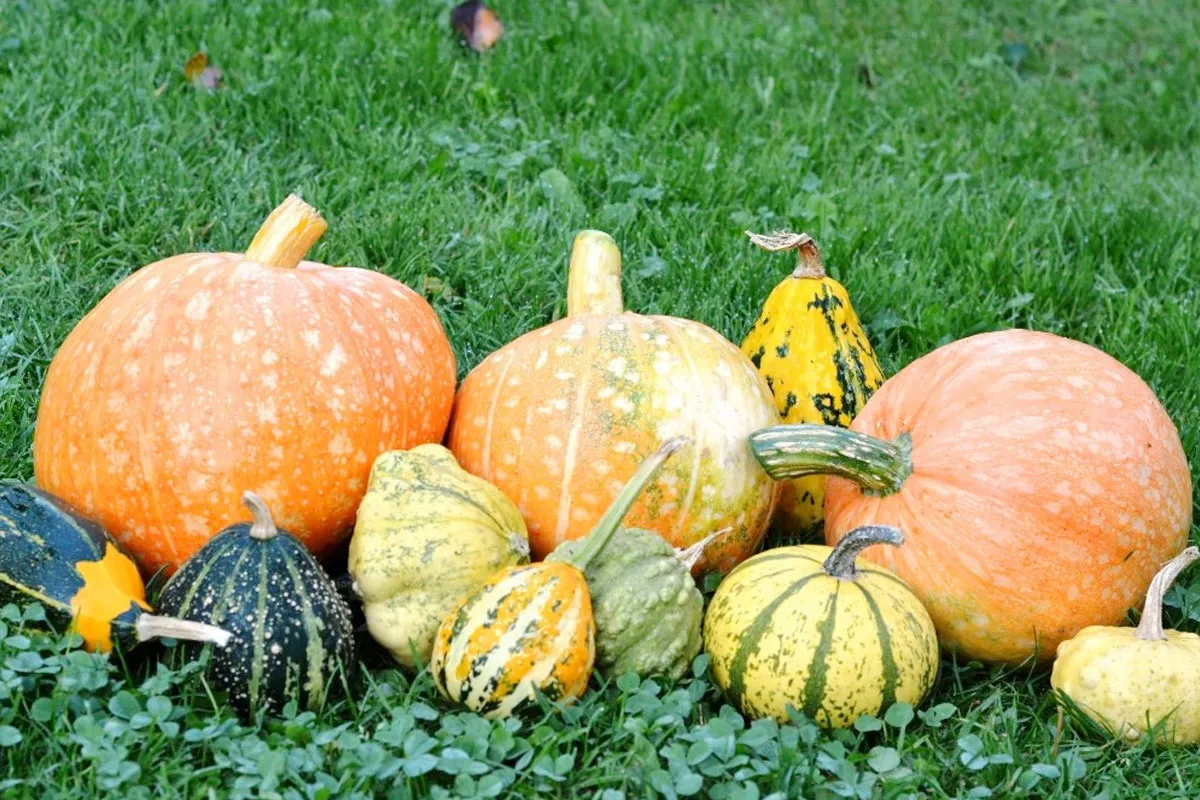 Lựa chọn các giống bí đỏ phù hợp với điều kiện khí hậu