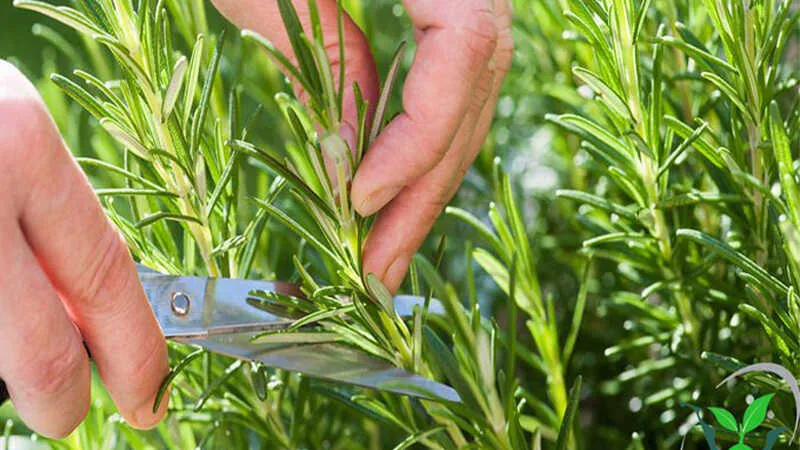 Lựa chọn cành hương thảo bán gỗ khỏe mạnh để nhân giống là bước khởi đầu trong cách trồng cây hương thảo