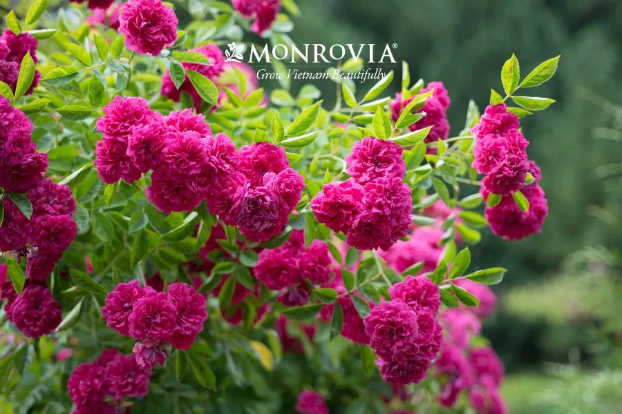 Lựa chọn cây hồng leo giống có cành lá tươi tốt khỏe mạnh