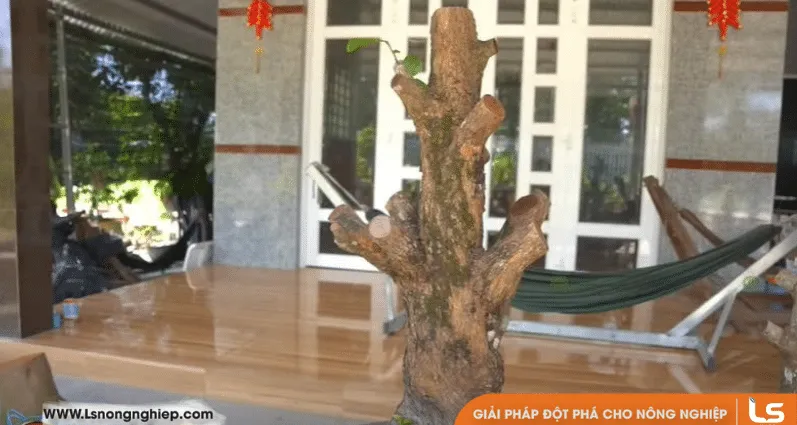 Lựa chọn cây phôi mai vàng khỏe mạnh với bộ rễ nguyên vẹn là bước đầu tiên để đảm bảo sự sống sót