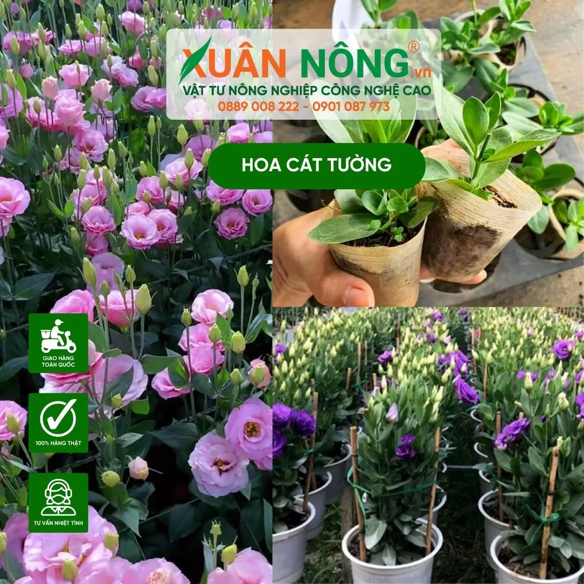 Lựa chọn chậu đất nung có khả năng thoát nước tốt để trồng hoa cát tường giâm cành