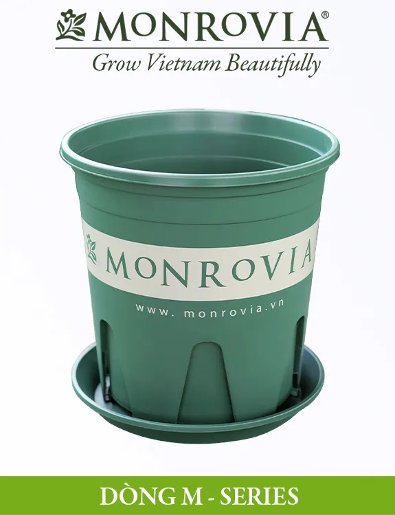 Lựa chọn chậu trồng cây hương thảo M-series giúp tăng khả năng thoát nước tối ưu