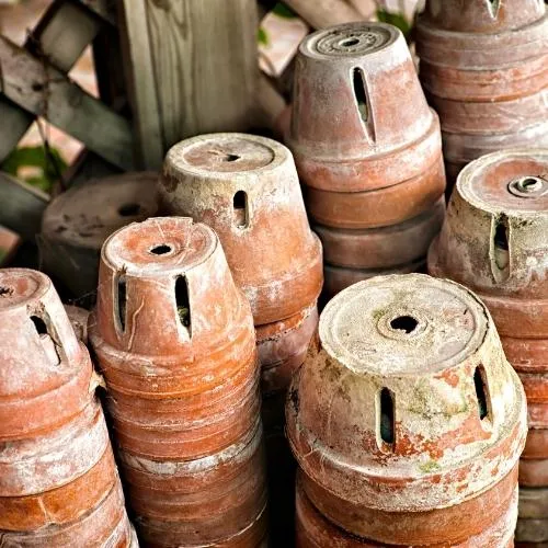 Lựa chọn chậu và giá thể trồng hoa phong lan tại nhà