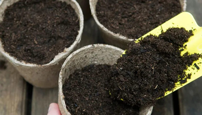 Lựa chọn đất trồng cho cúc rủ