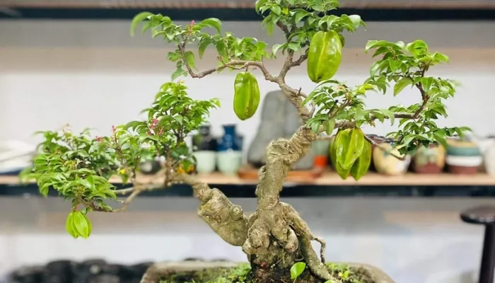 Lựa chọn giống khế phù hợp để trồng chậu cảnh, chú trọng cây khỏe