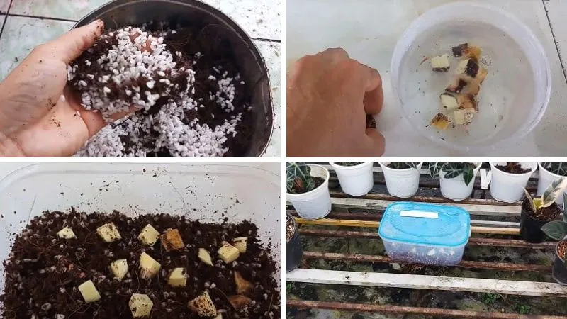 Lựa chọn giống và ươm cây môn kiểng