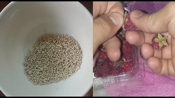 Lựa chọn hạt giống mâm xôi chất lượng cao cho vụ trồng