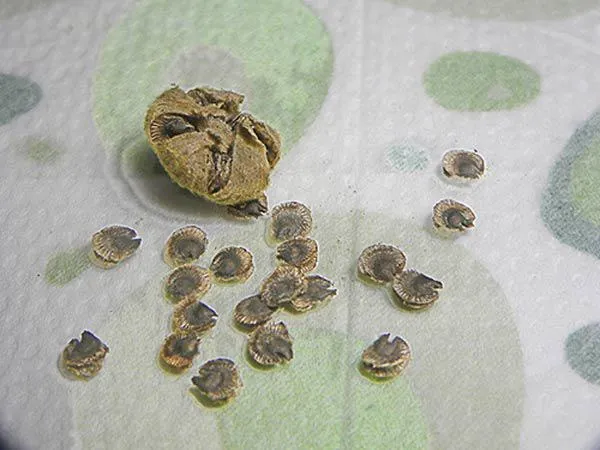 Lựa chọn hạt giống mãn đình hồng chất lượng cao để đảm bảo tỷ lệ nảy mầm