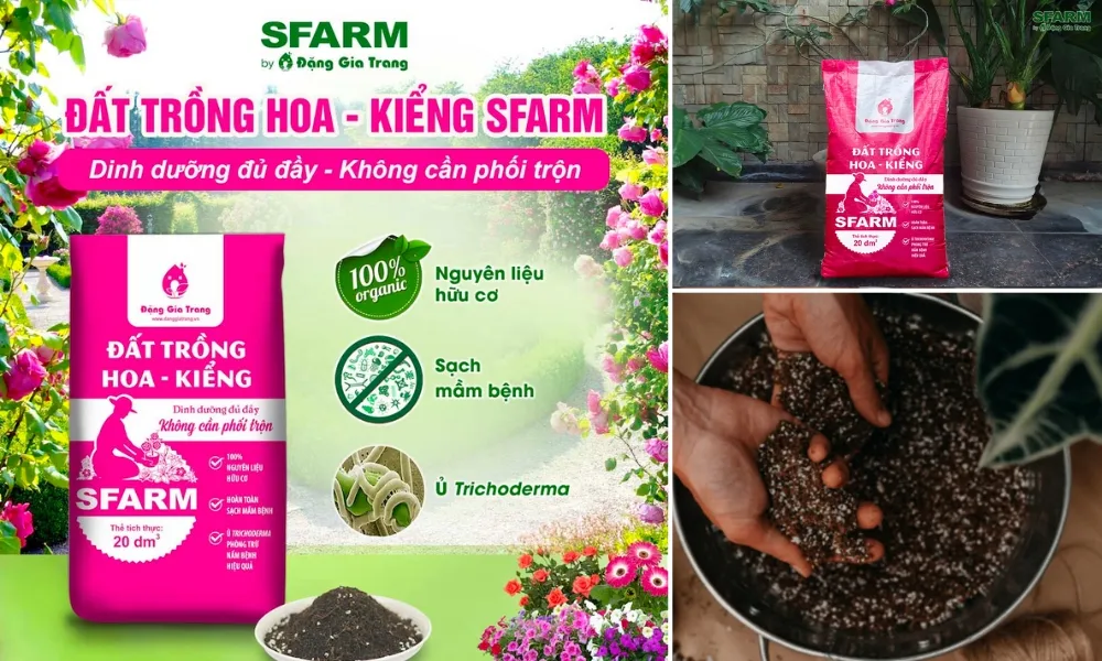 Lựa chọn loại đất phù hợp, tơi xốp và thoát nước tốt để trồng cây Cẩm Tú Mai