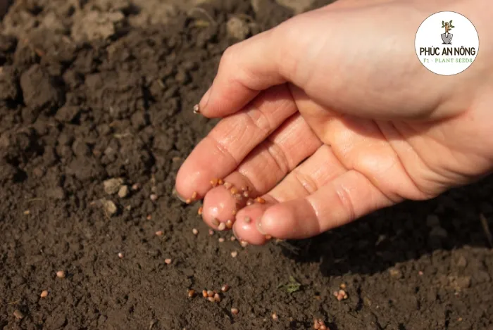 Lựa chọn loại đất tơi xốp, giàu mùn và có khả năng thoát nước tốt giúp hoa baby sinh trưởng khỏe mạnh