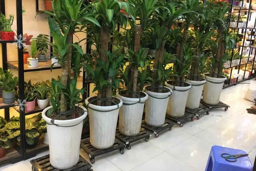 Lựa chọn loại phân bón phù hợp để đảm bảo dinh dưỡng khi chăm sóc cây thiết mộc lan trong văn phòng