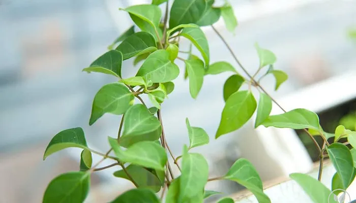 Lựa chọn thời điểm gieo trồng cây lá giang tối ưu trong các mùa vụ