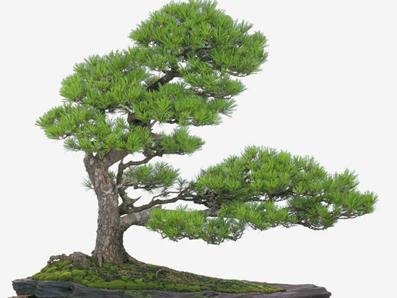 Lựa chọn thời điểm trồng và chăm sóc cây thích hợp để cây phát triển tối ưu