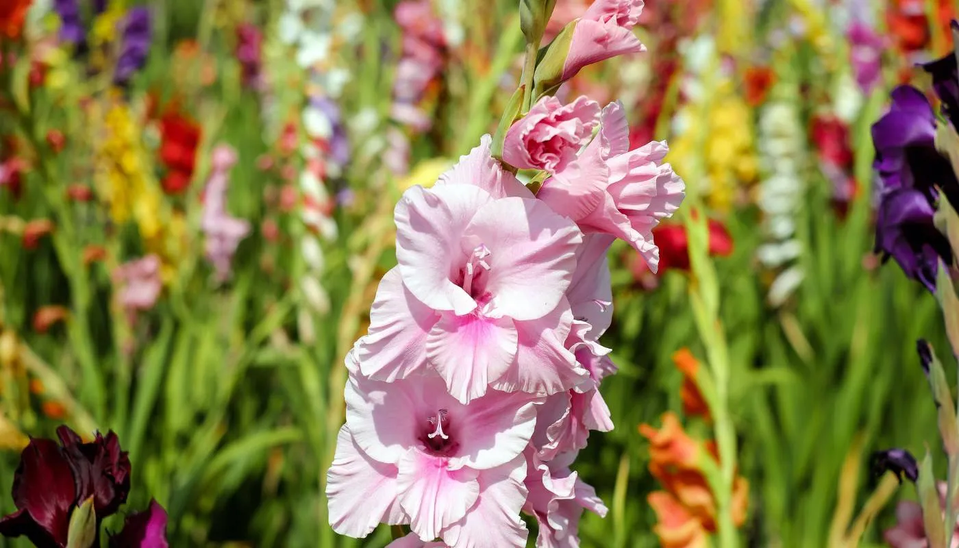 Lựa chọn thời vụ trồng hoa lay ơn ở miền Bắc và các vùng cao