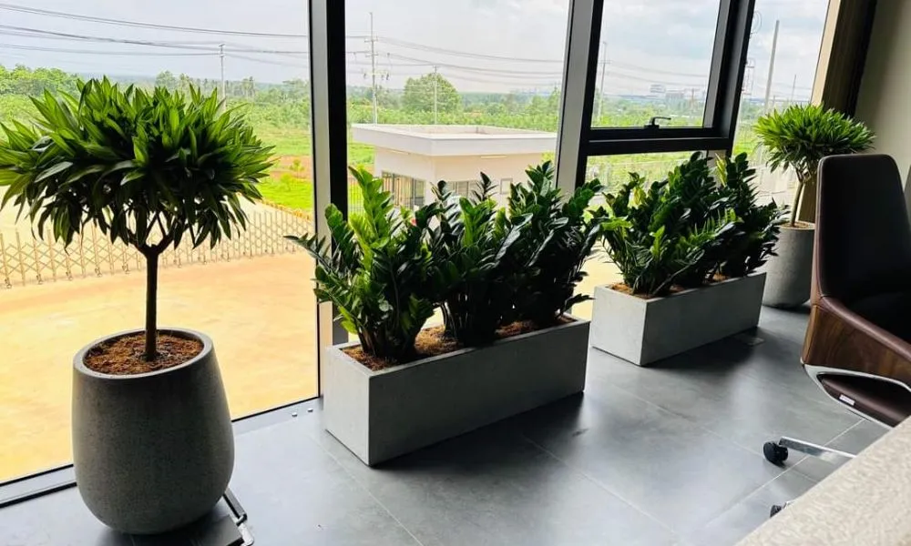 Lựa chọn vị trí đặt cây cảnh văn phòng có ánh sáng tự nhiên phù hợp để quang hợp