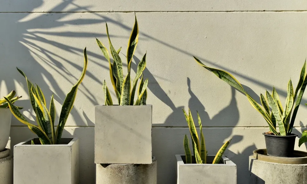 Lưỡi hổ (hổ vĩ mép vàng) là cây trang trí nội thất phổ biến giúp thanh lọc không khí.