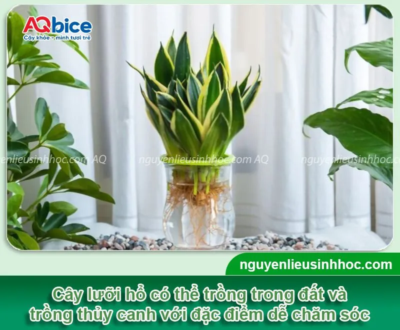 Lưỡi hổ là cây cảnh phổ biến được trồng làm cảnh tại nhà