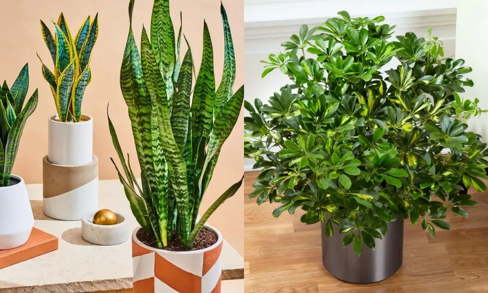 Lưỡi hổ là một trong những loại cây trồng trong nhà dễ chăm sóc và thanh lọc không khí hiệu quả nhất.