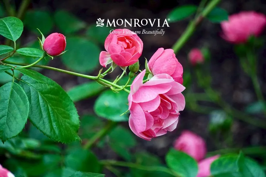 Lưu ý các thành phần làm giá thể trồng hoa hồng cần được xử lý cẩn thận