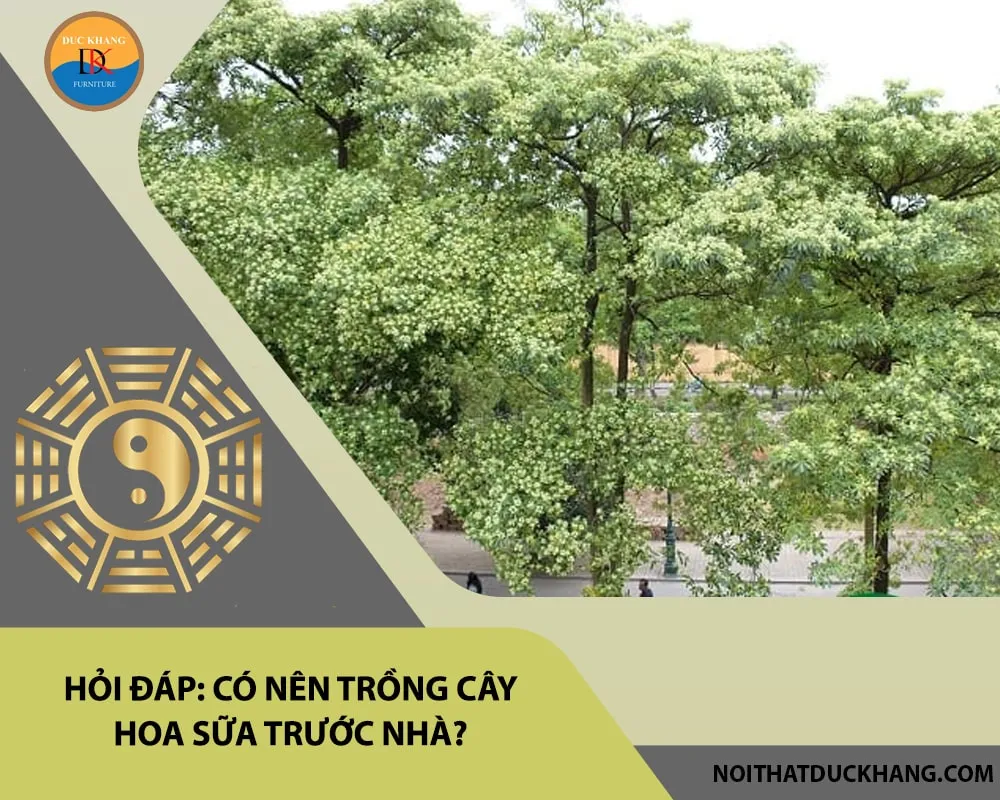 Lưu ý khi trồng cây hoa sữa trước nhà