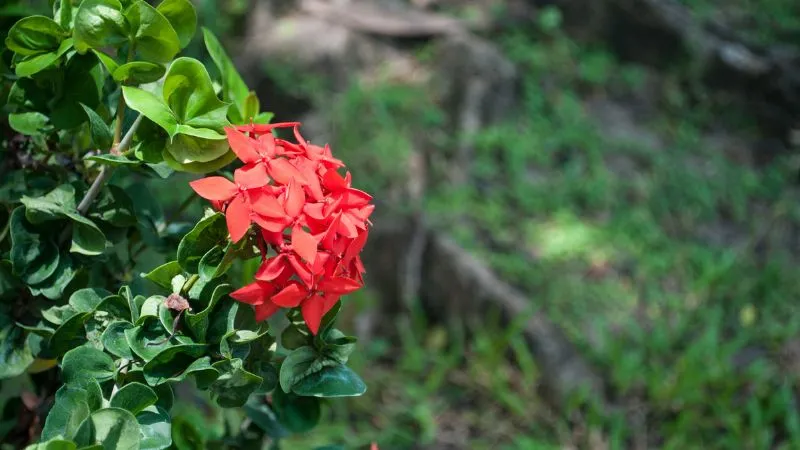 Lưu ý khi trồng và chăm sóc cây bông trang