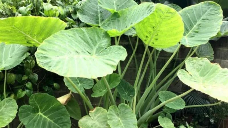 Lưu ý khi trồng và chăm sóc cây ráy voi