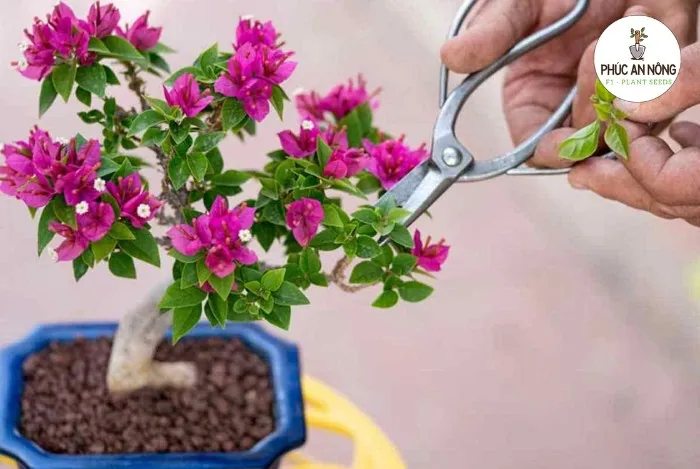 Lưu ý khi trồng và chăm sóc hoa giấy trong chậu